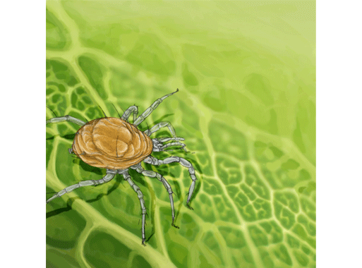 Raubmilbe (Typhlodromus pyri) wissenschaftliche illustration Nützling Schädlingsbeschämpfung Schädling Beneficial insects vs. pests Predatory mite